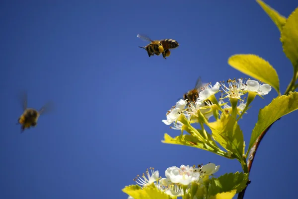 Pszczoły latają kwiaty — Zdjęcie stockowe