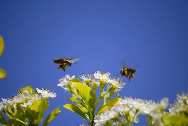 Bina flyger runt blommor — Stockfoto