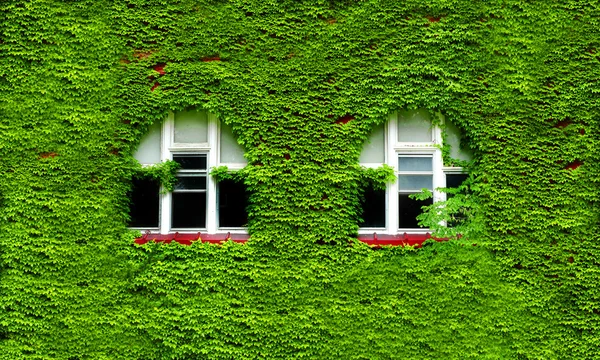 Windows і зелені, Плющ — стокове фото