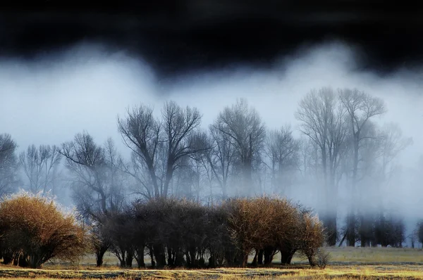 Árboles y niebla en Valle — Foto de Stock
