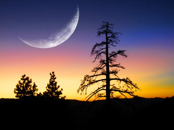 Tramonto o alba nella pineta con grande luna crescente — Foto Stock