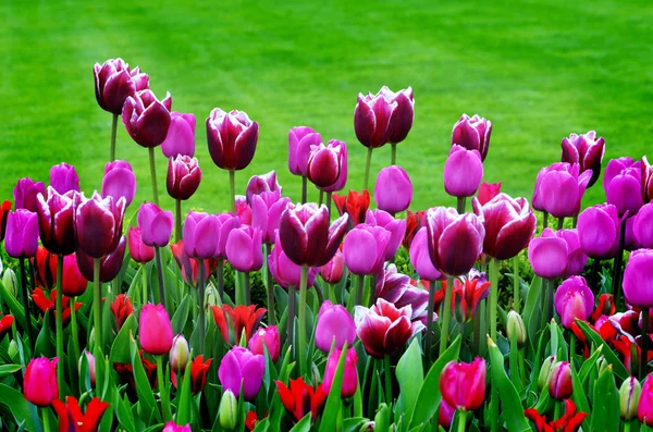 Jardín de flores y tulipanes — Foto de Stock