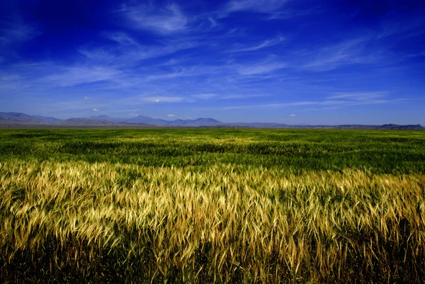 Campo de cereais — Fotografia de Stock