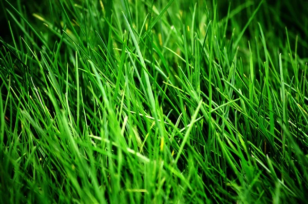 Lush Green Lawn — Stock Photo, Image