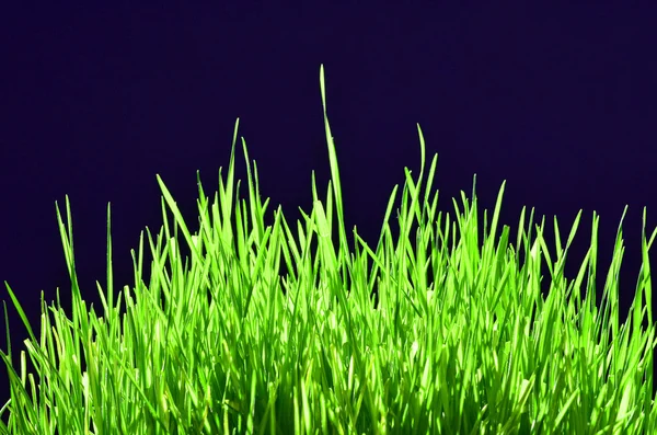 新鲜地种植的草 — 图库照片