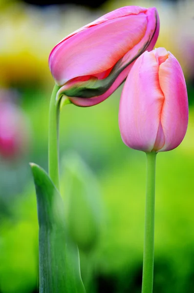 Jardín de flores y tulipanes — Foto de Stock
