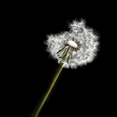 dandylion otlar