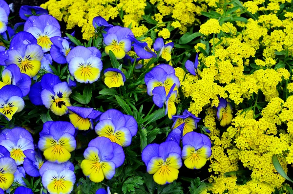 Trädgård av blommor i trädgården — Stockfoto