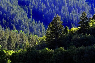 çam ağaçlarının Forrest