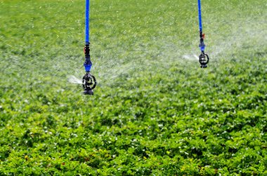 sprinkler bitkileri