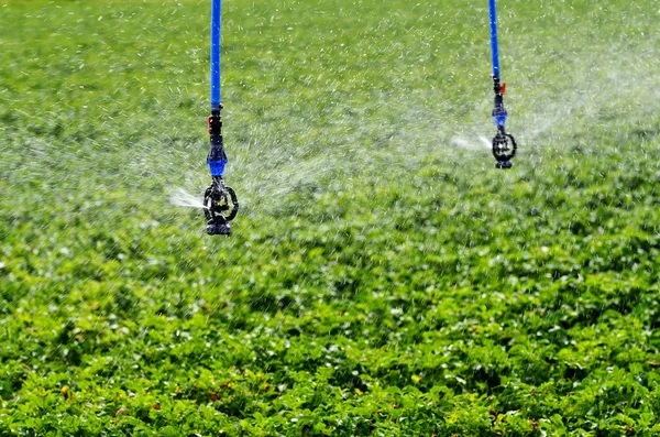 Sprinklers op gewassen — Stockfoto
