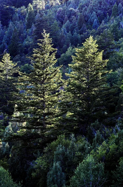 松の木の森 — ストック写真