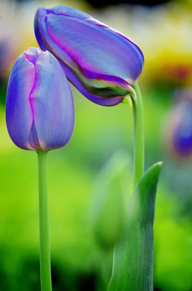 Ogród kwiaty i tulipany — Zdjęcie stockowe