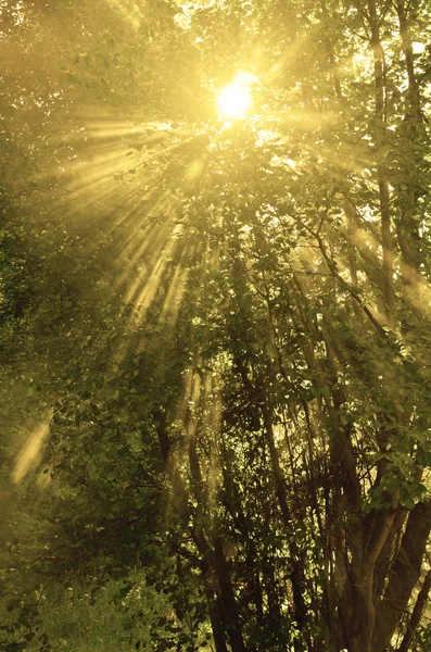 Φως του ήλιου μέσα από τα δέντρα — Φωτογραφία Αρχείου