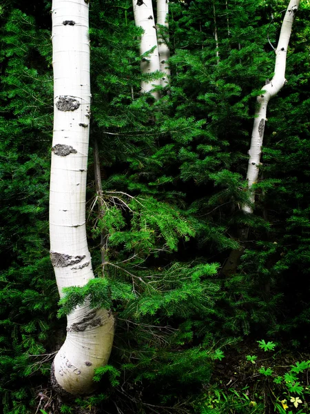 Osika stromy bříza a borovice — Stock fotografie
