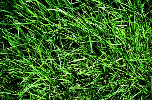 Green Lawn — Stock Photo, Image