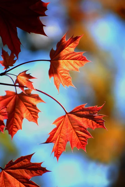 Feuilles d'érable d'automne — Photo