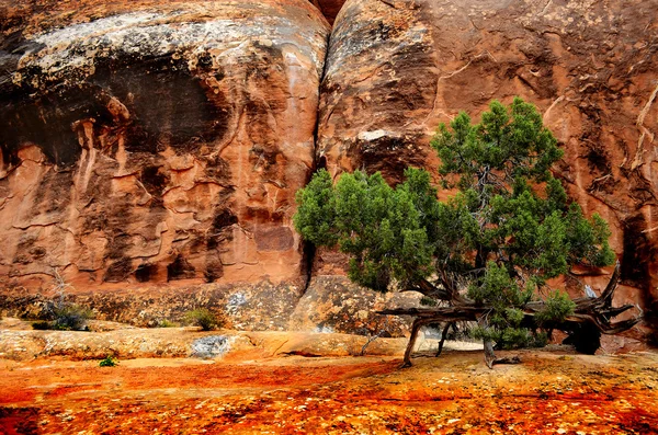 Landscape in Arches National Park — Stock Photo, Image