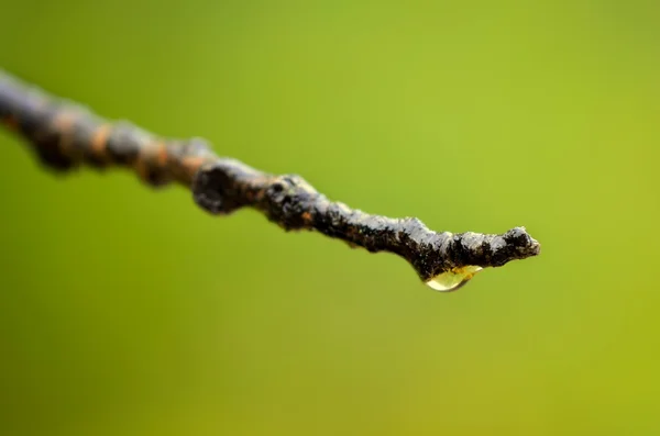 雨から水ドロップ — ストック写真