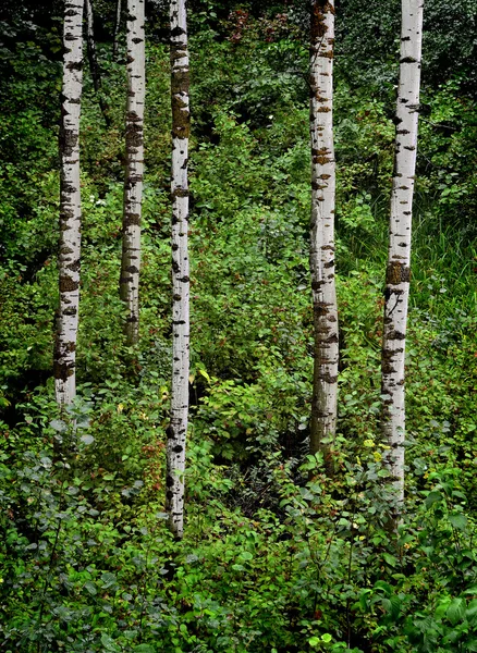 Árboles de abedul de Aspen en verano — Foto de Stock