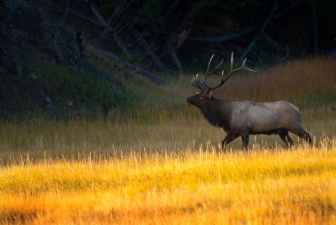 Stier elanden bij zonsopgang in het nationaal park yellowstone