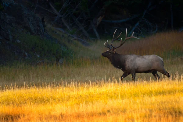 Älgtjur vid soluppgången i yellowstone national park — Stockfoto