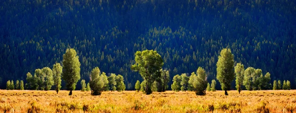 Bäume und Berghänge — Stockfoto