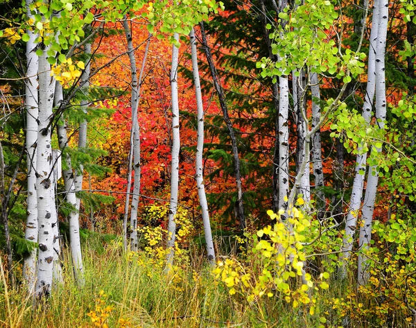 Floresta de Pinheiro, Aspen e Pinheiro em Queda — Fotografia de Stock