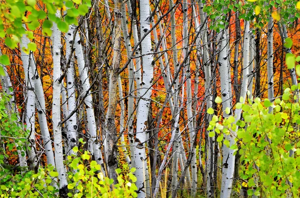Les borovice, osika a mapletrees podzim — Stock fotografie