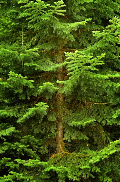 무성 한 녹색 소나무 — 스톡 사진