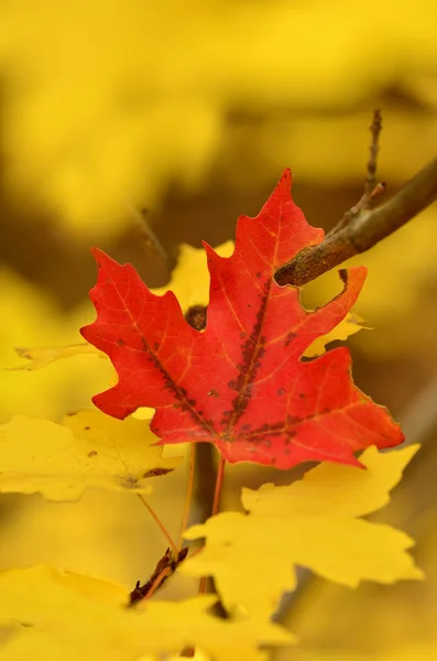 Hojas de otoño con una hoja roja — Foto de Stock