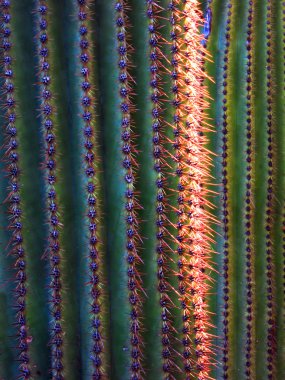 Güneybatı saguaro kaktüs çöl