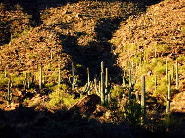 Güneybatı saguaro kaktüs çöl