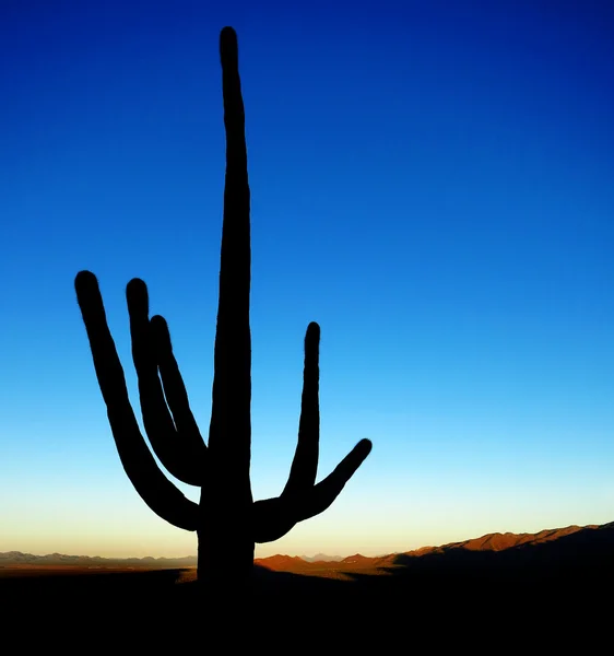 Κάκτος saguaro Ανατολή του ηλίου στην έρημο — Φωτογραφία Αρχείου