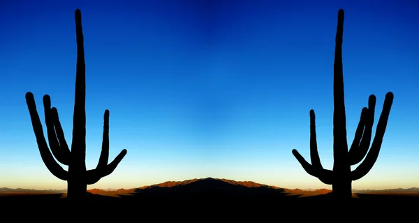 Sonnenaufgang der Saguaro-Kakteen in der Wüste — Stockfoto