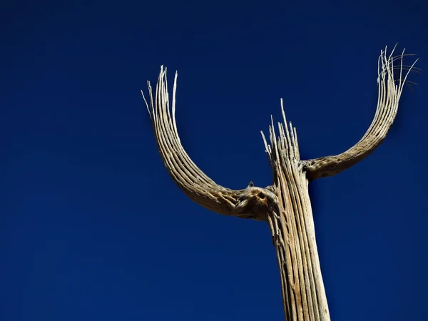 Saguaro Cactus Skeleton