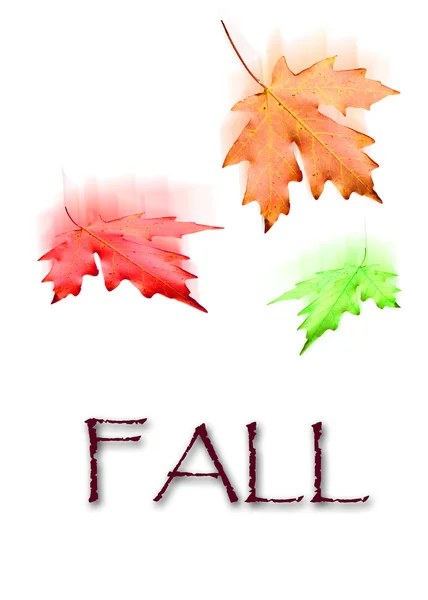 Falling Autumn Leaves in the Fall — Stock Photo, Image