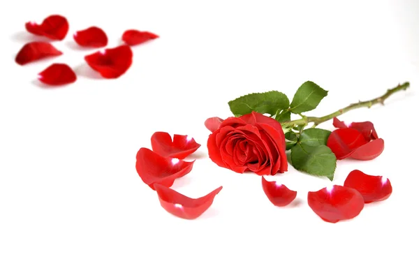 Roses and Petals — Stock Photo, Image