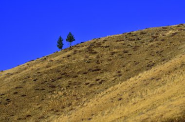 çam ağacı tepe tepe