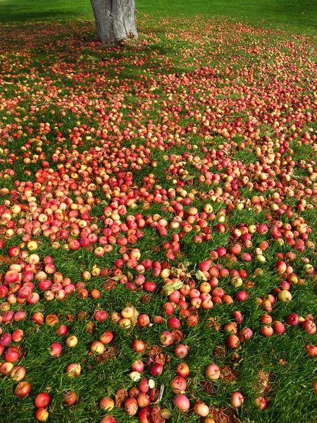 Appels op de grond met boom — Stockfoto
