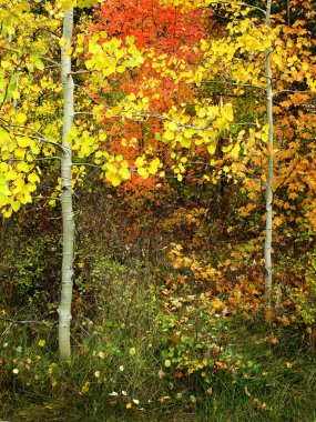 Orman çam, aspen ve mapletrees Güz