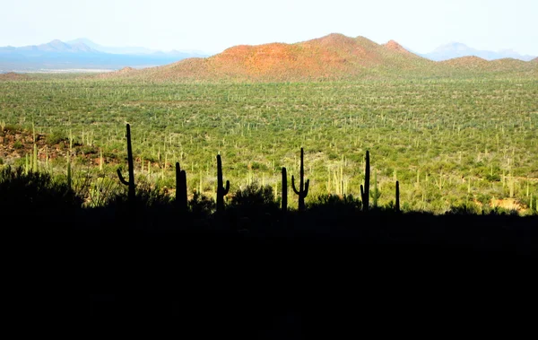 Kakteenschatten in der Wüste Arizonas — Stockfoto