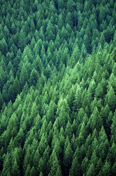 Bos van pijnbomen — Stockfoto