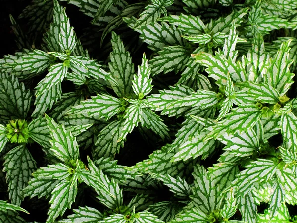 Detalle de hojas de plantas —  Fotos de Stock