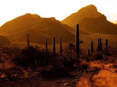 Güneybatı saguaro kaktüs çöl