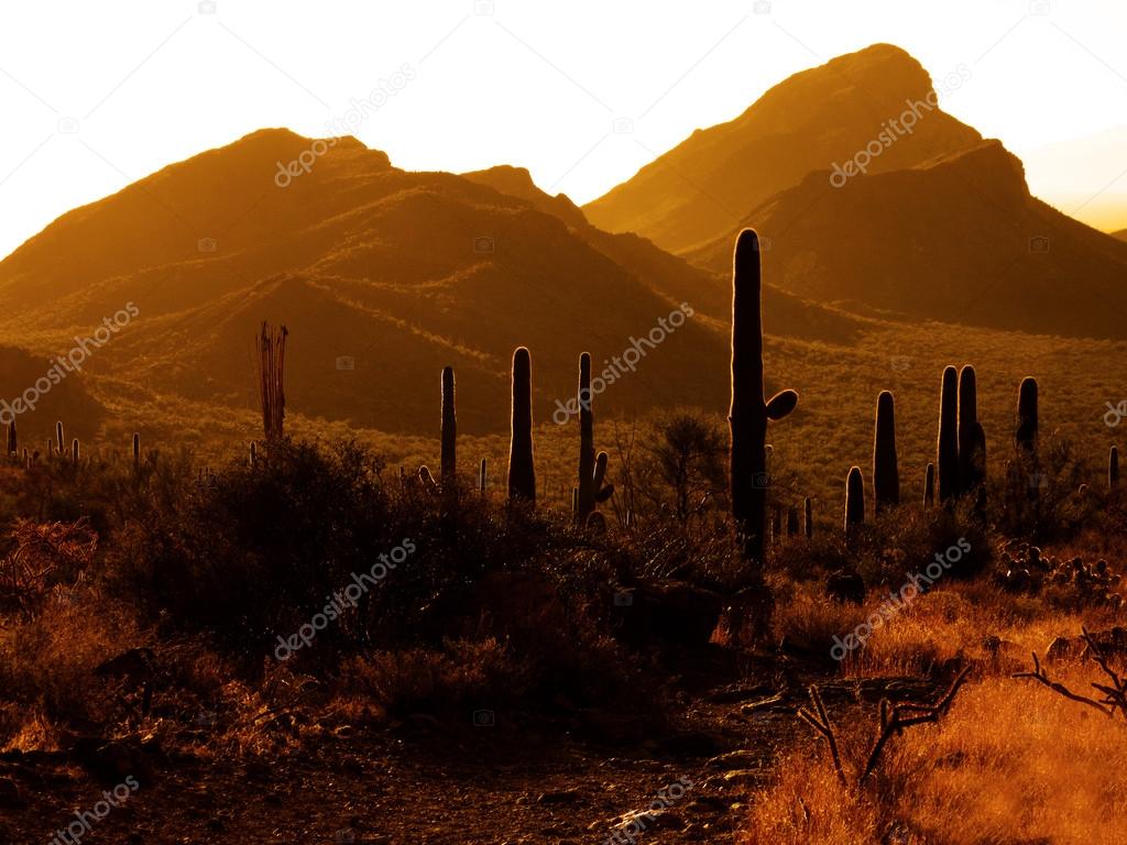 Desert Southwest Saguaro Cacti