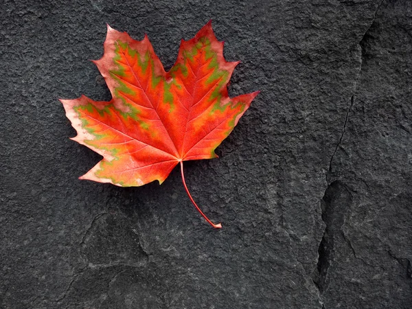 Hoja de otoño roja y roca negra —  Fotos de Stock