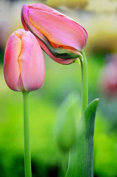 Сад цветов и тюльпанов — стоковое фото