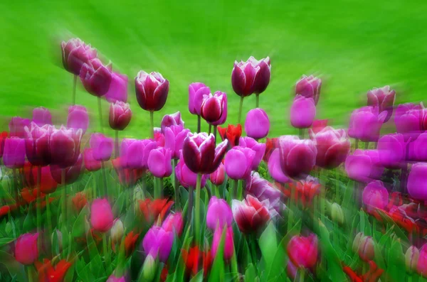 Jardín de flores y tulipanes — Foto de Stock