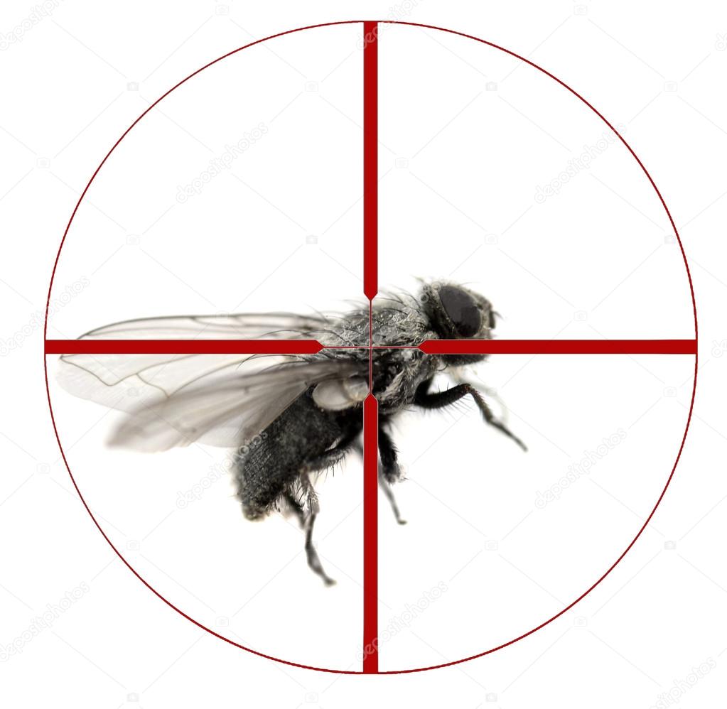 Kill House Fly with Crosshairs